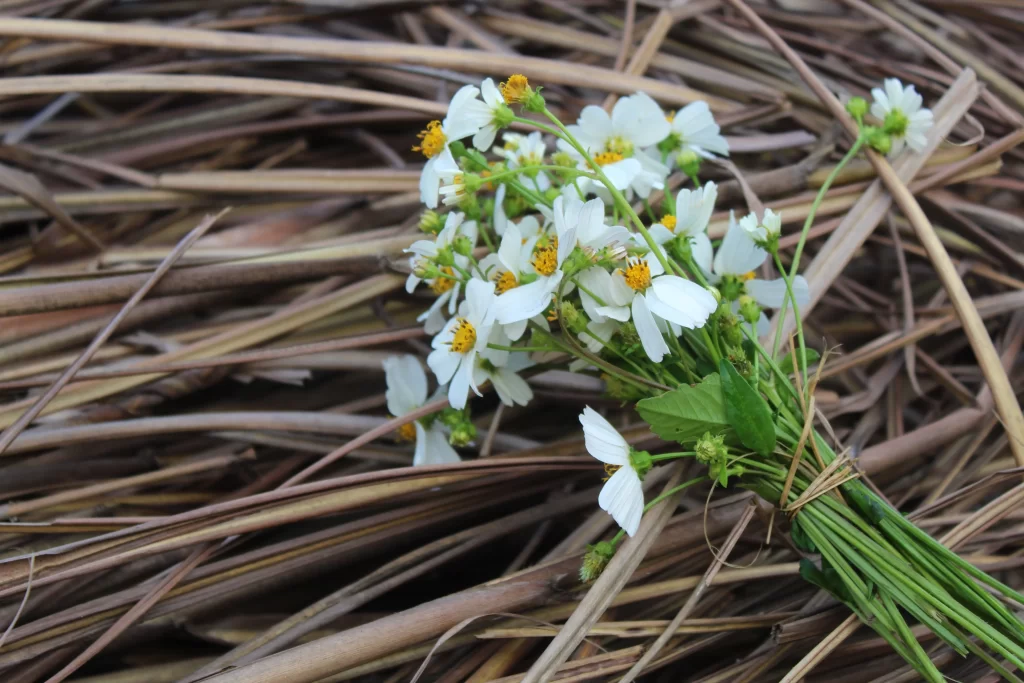 White Daisy Petals Yellow Center Green gray Stems
