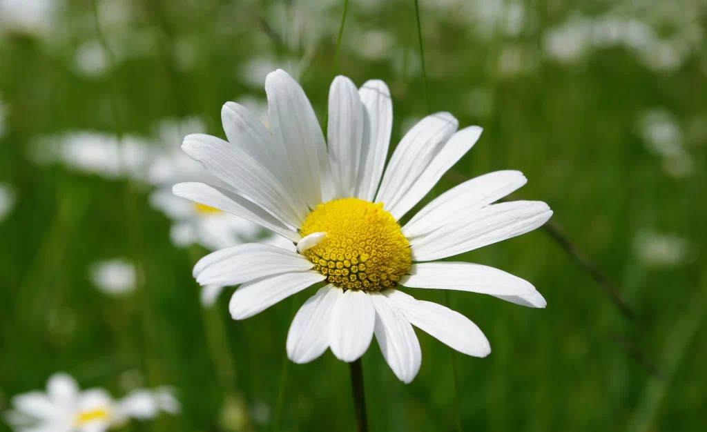 White Daisy Petals Yellow Center Green warm Background