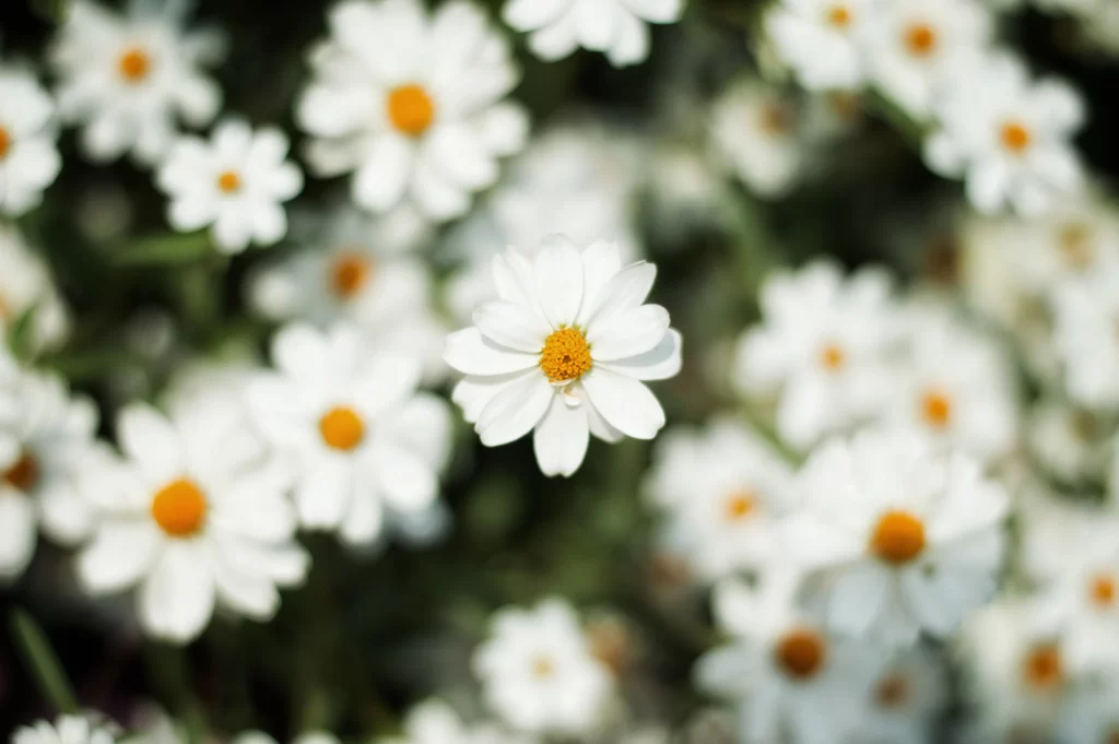 White Daisy Petals Yellow Center gray Blooming
