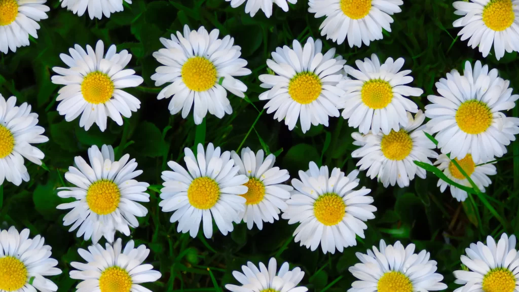 White Daisy Petals Yellow Center Green gray Leaves