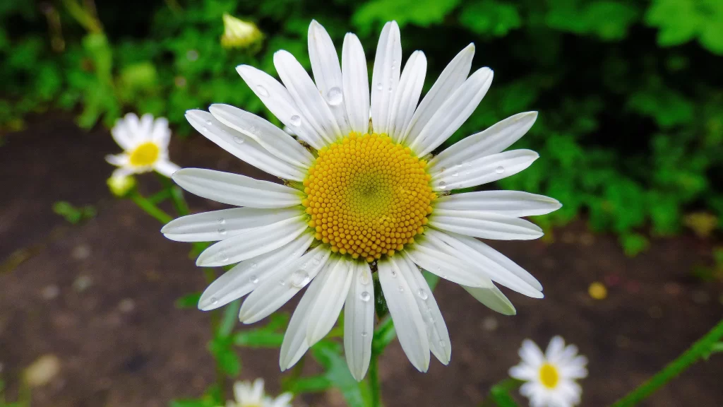 White Daisy Petals Yellow Center warm Dewdrops