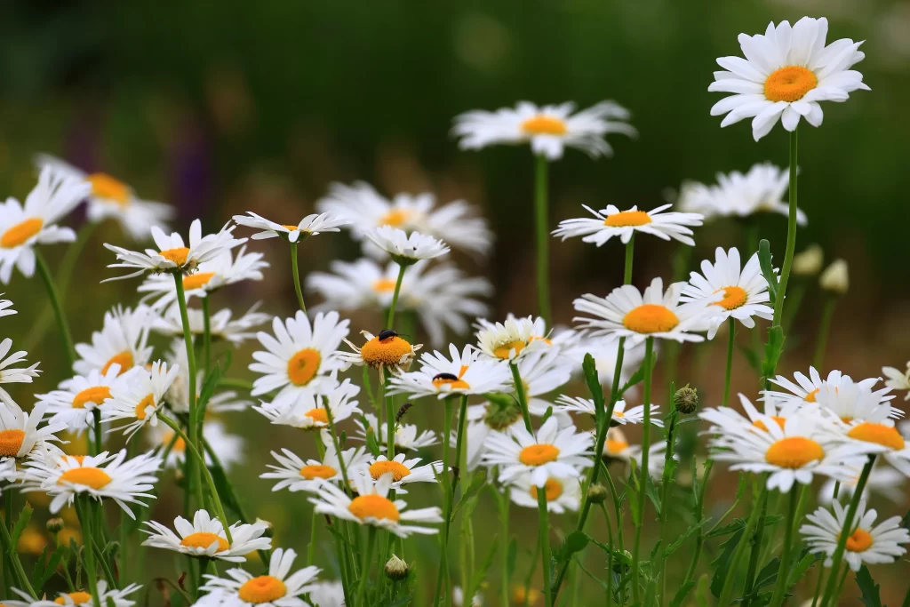 White Daisy Petals Yellow Center Green warm Stems