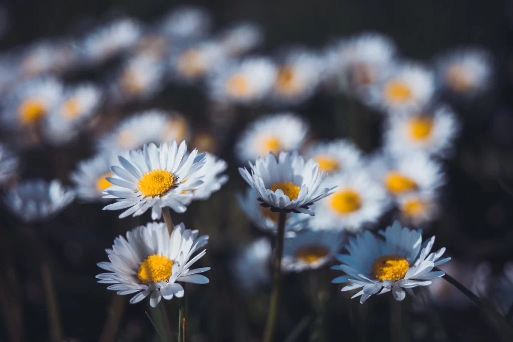 White Daisy Petals Yellow Center gray Sunlight