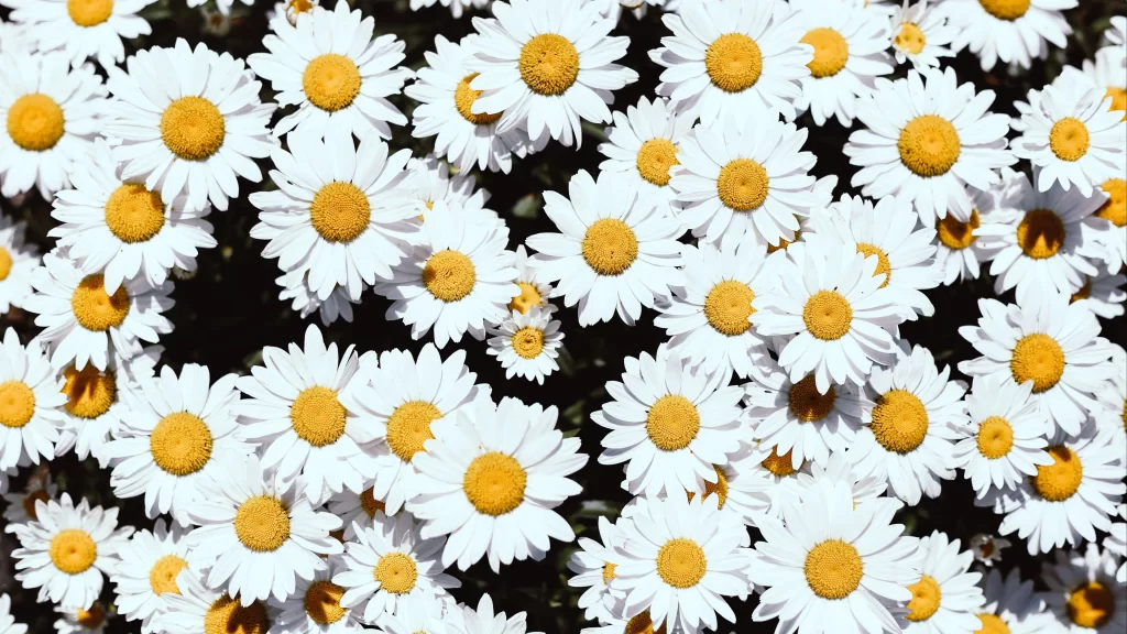 White Daisy Petals Yellow Center gray Sunflower