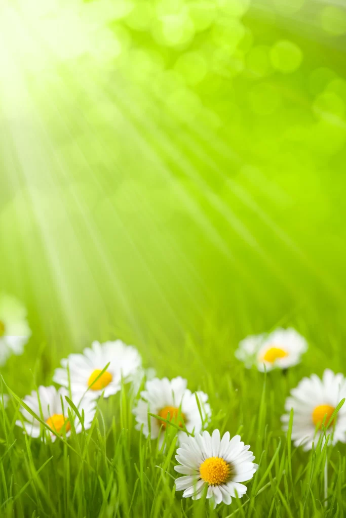 White Daisy Petals Yellow Center Sunlight Green Grass