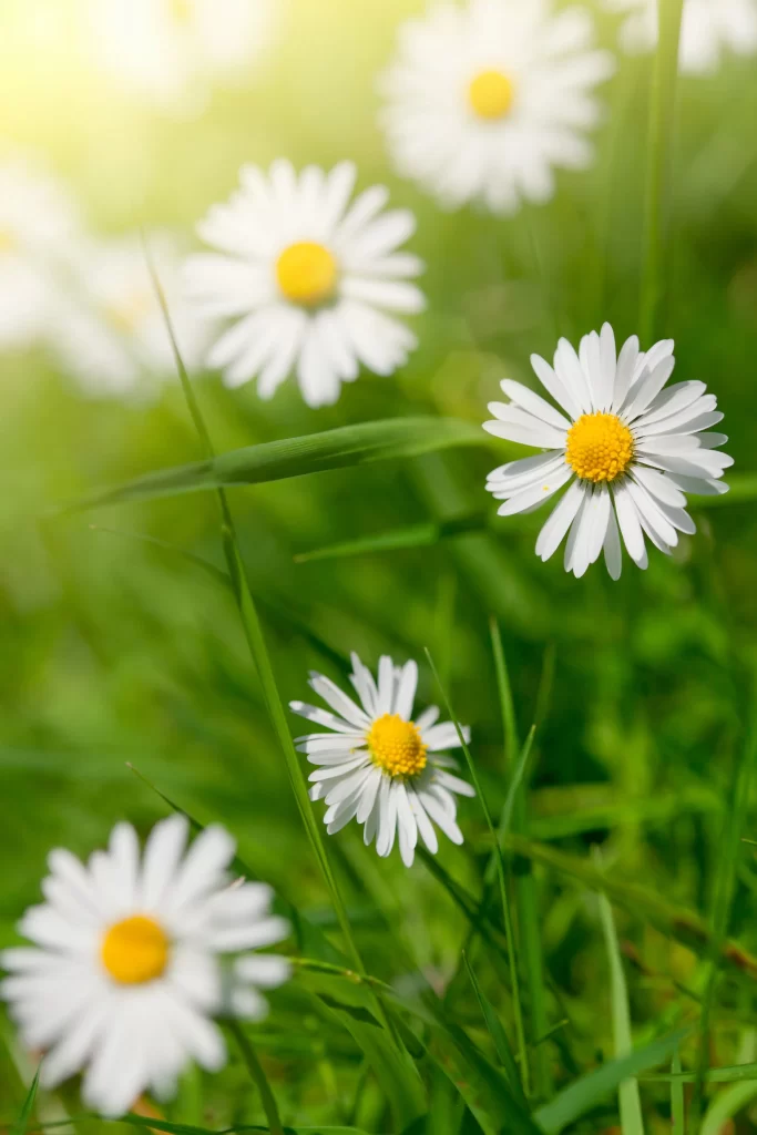 White Daisy Petals Yellow Center Green warm Grass