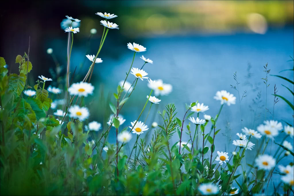White Daisy Petals Yellow Center Green cool Leaves