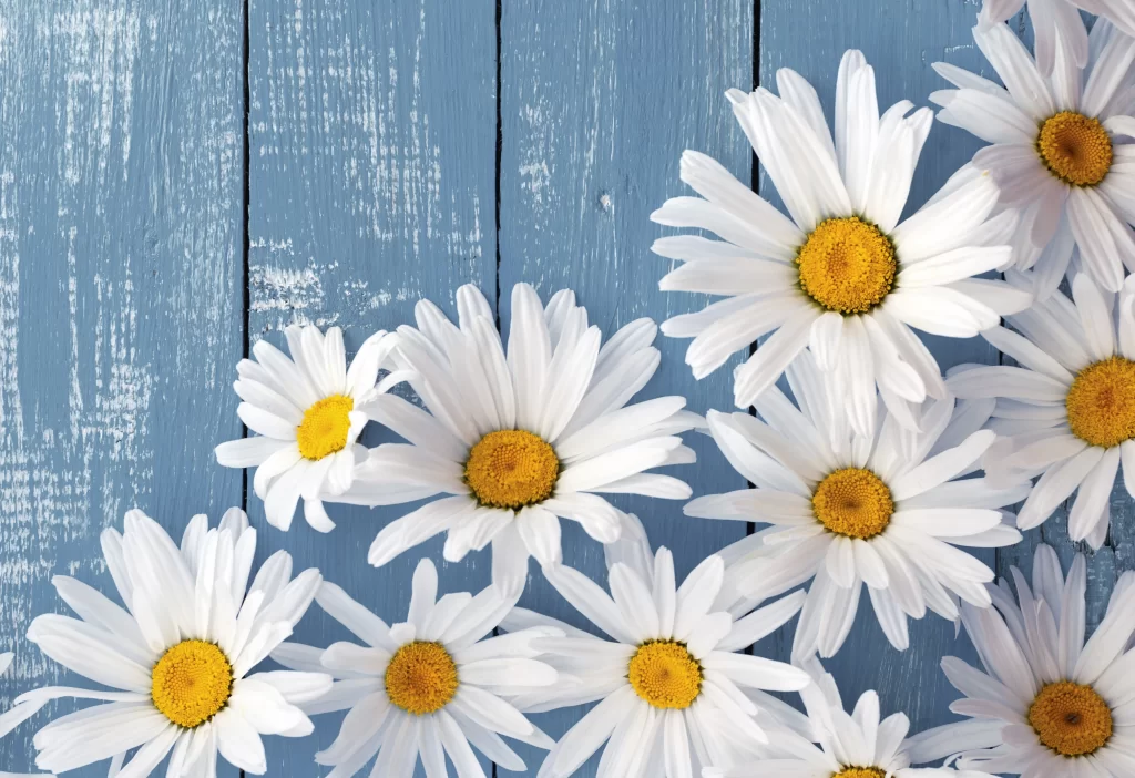 White Daisy Petals Yellow Center Blue Background