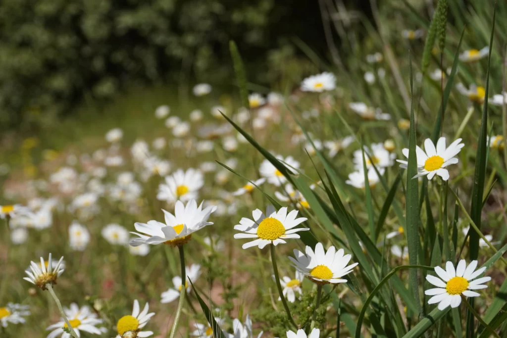White Daisy Petals Yellow Center Green warm Leaves