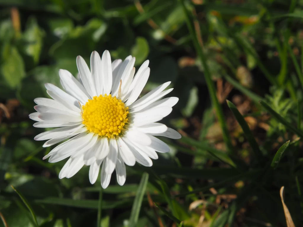 White Daisy Petals Yellow Center Green gray Leaves