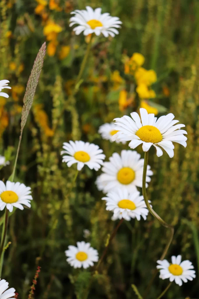 White Daisy Petals Yellow Center Green warm Foliage