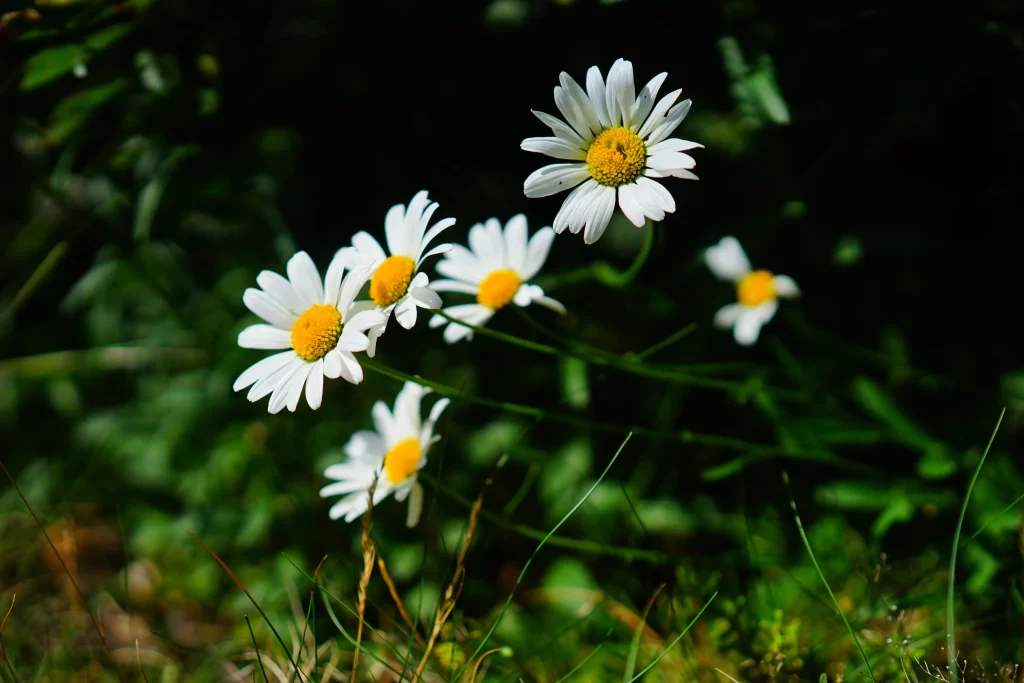 White Daisy Petals Yellow Center Green dark Leaves