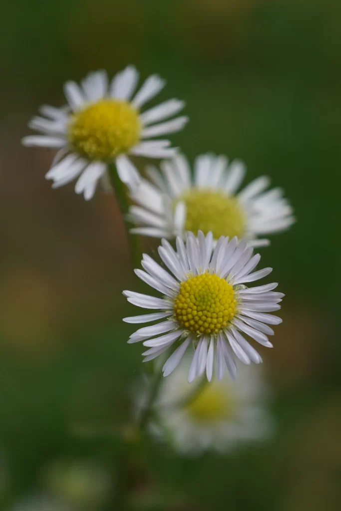 White Daisy Petals Yellow Center warm Nature