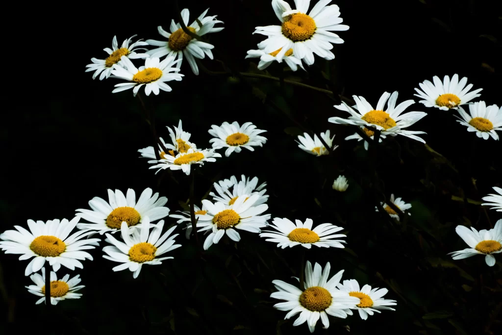 White Daisy Petals Yellow dark Center