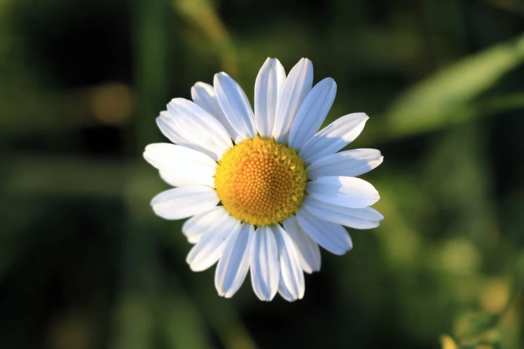 White Daisy Petals Yellow Center gray Sunlit