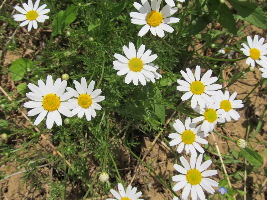 White Daisy Petals Yellow Center Green warm Leaves