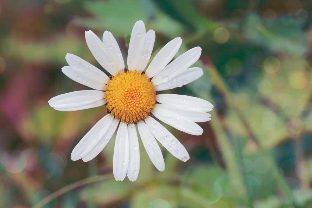 White Daisy Petals Yellow Center gray Dewdrops