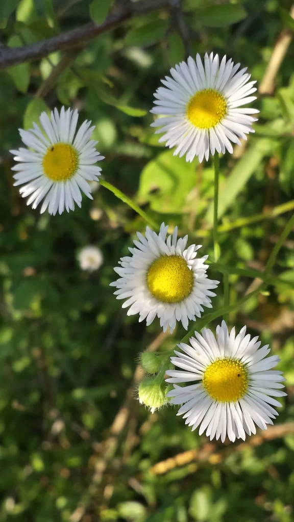 White Daisy Petals Yellow Center Sunlit Nature