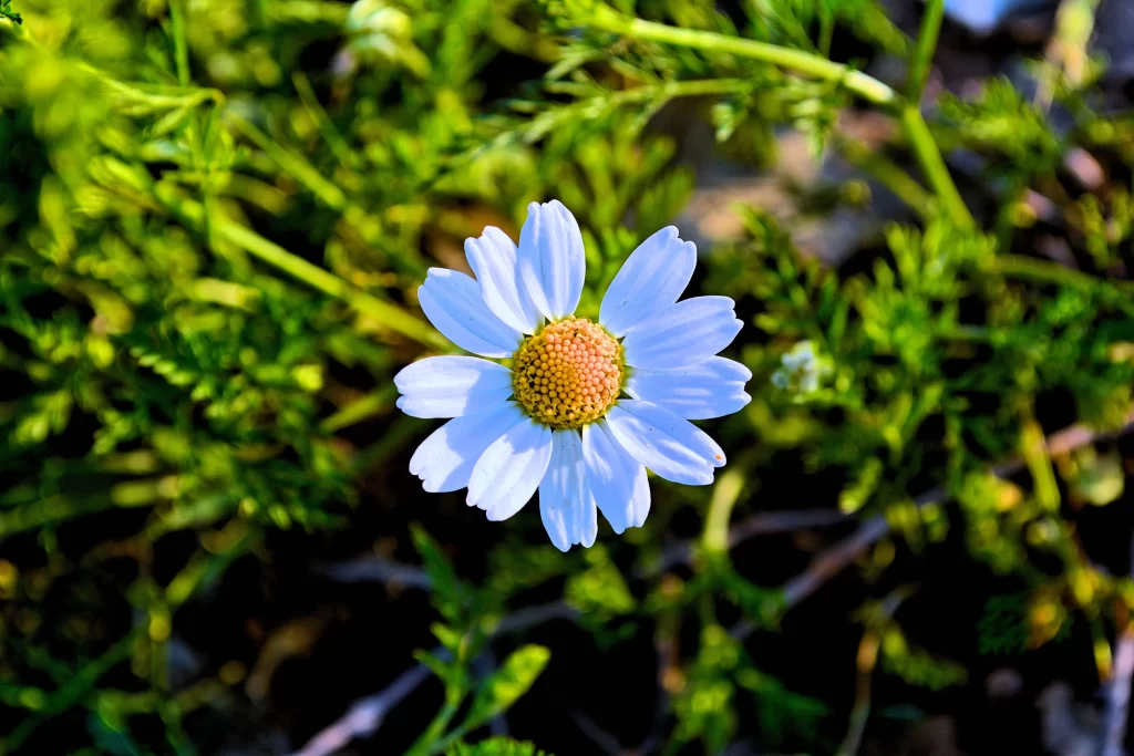 White Daisy Petals Yellow Center Green warm Foliage