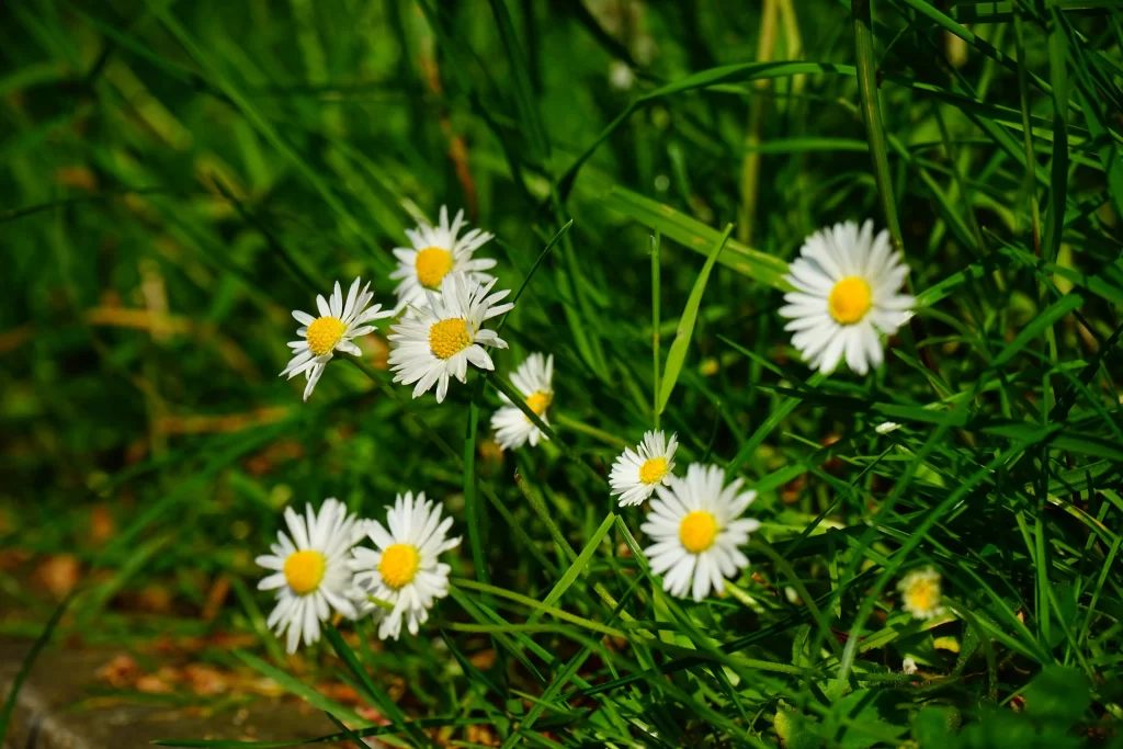 White Daisy Petals Yellow Center Green warm Grass