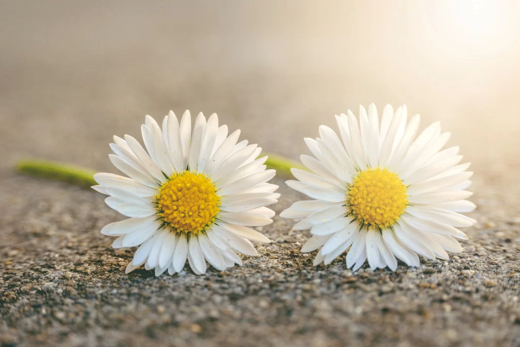 White Daisy Petals Yellow gray Center