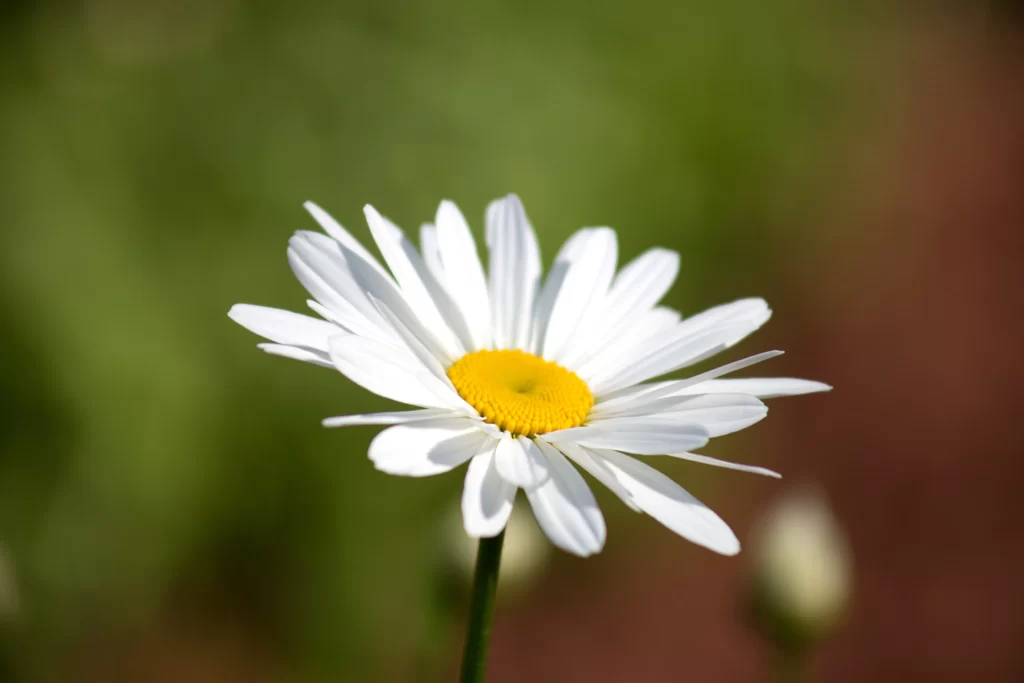 White Daisy Petals Yellow Center Green warm Background