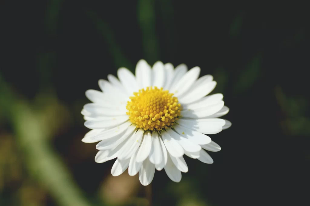 White Daisy Petals Yellow gray Center