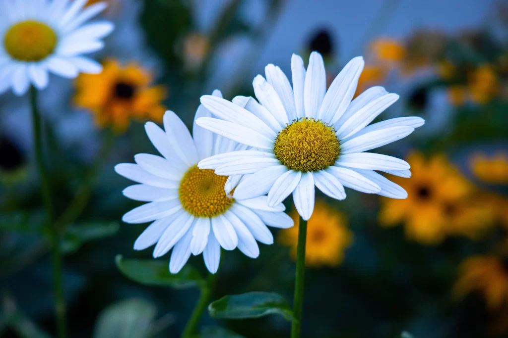 White Daisy Petals Yellow Center Green gray Stems