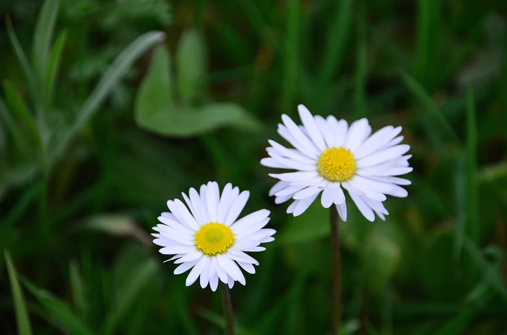 White Daisy Petals Yellow Center Green warm Leaves