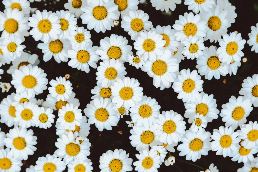 White Daisy Petals Yellow Center gray Blooming