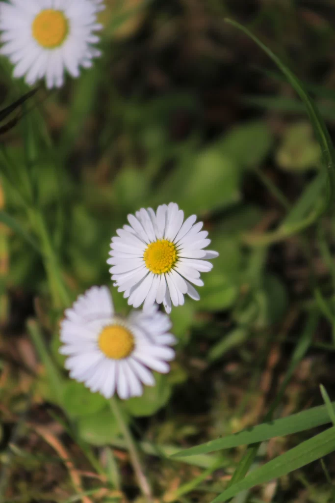 White Daisy Petals Yellow Center Green gray Leaves