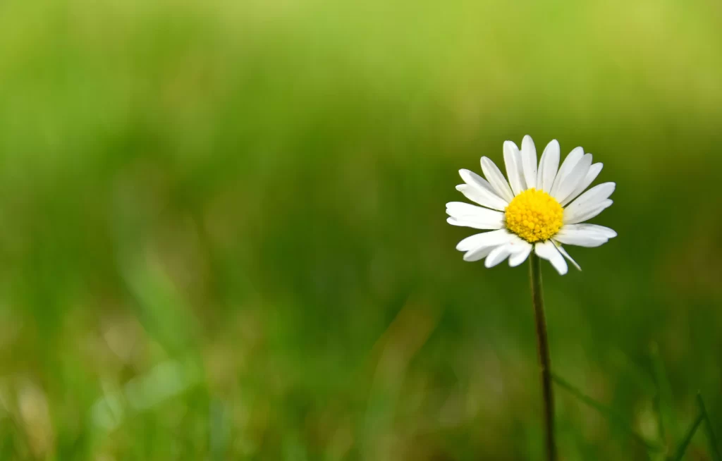 White Daisy Petals Yellow Center Green warm Background