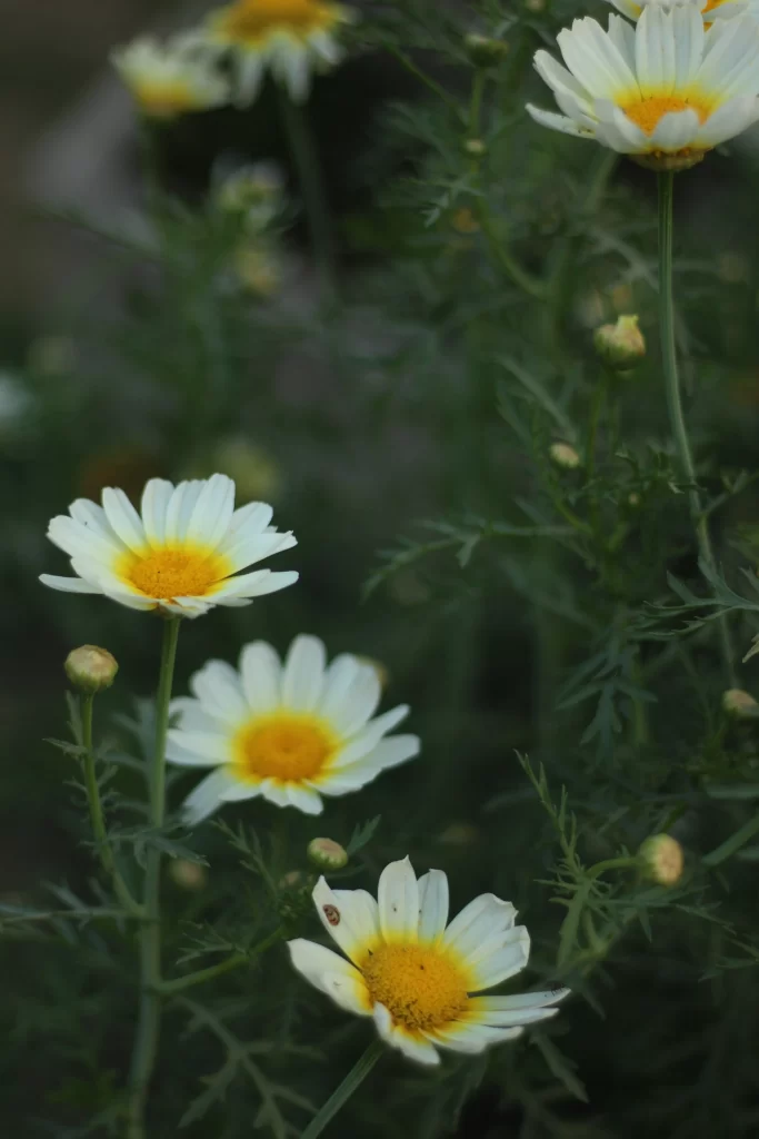 White Daisy Petals Yellow Center Green gray Leaves