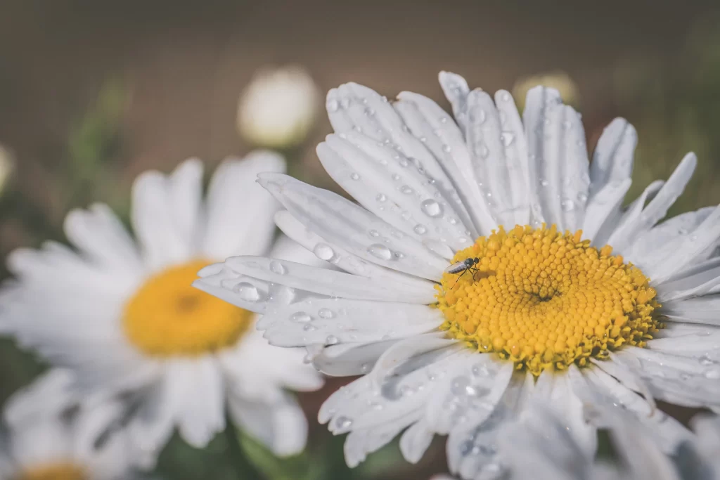 White Daisy Petals Yellow Center gray Dewdrops