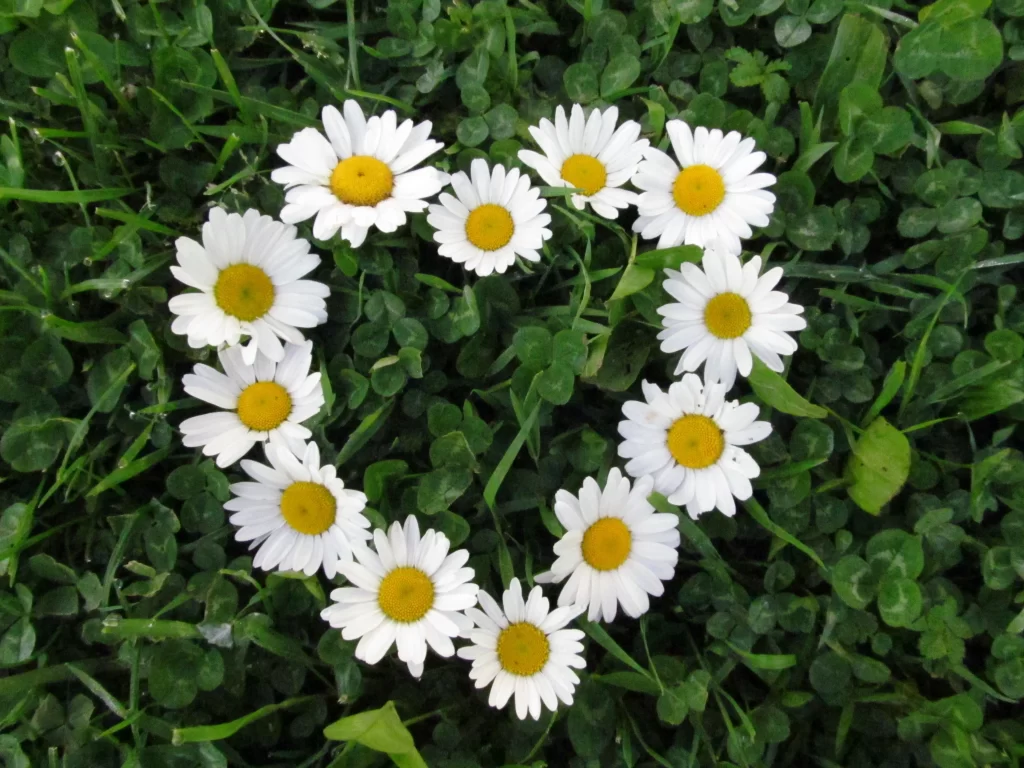White Daisy Petals Yellow Center Green warm Leaves