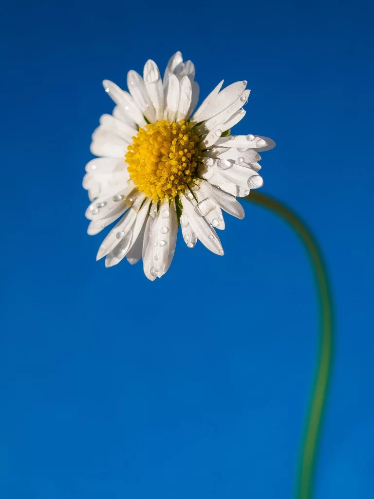 White Daisy Petals Yellow Center Dewdrops Blue Background