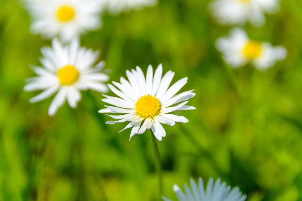 White Daisy Petals Yellow Center Green warm Background
