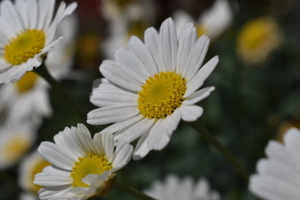 White Daisy Petals Yellow gray Center