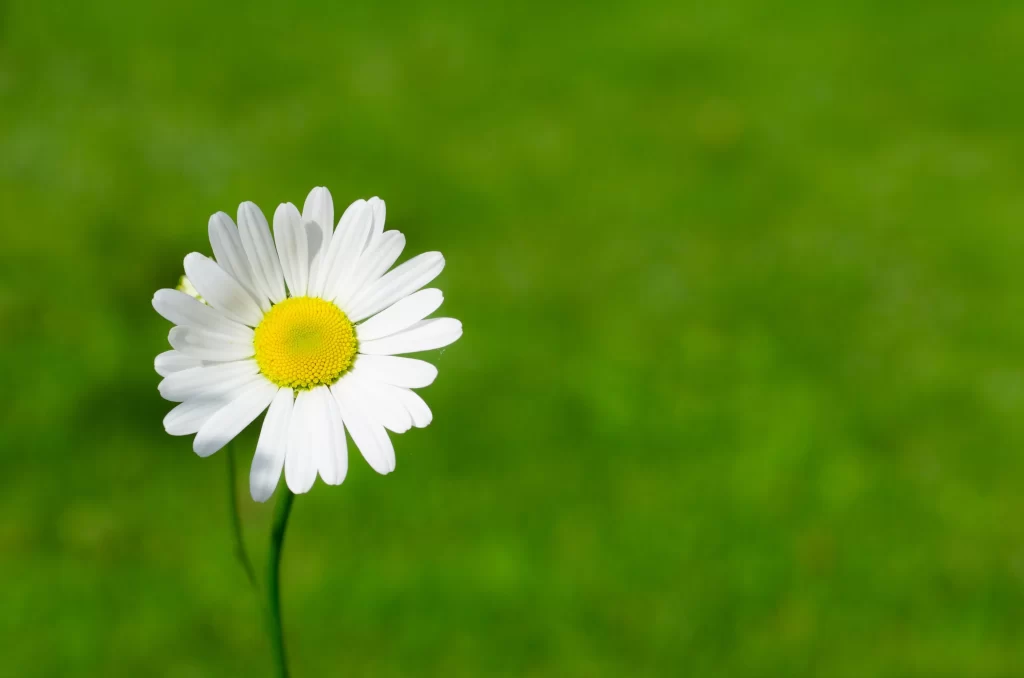 White Daisy Petals Yellow Center Green warm Background