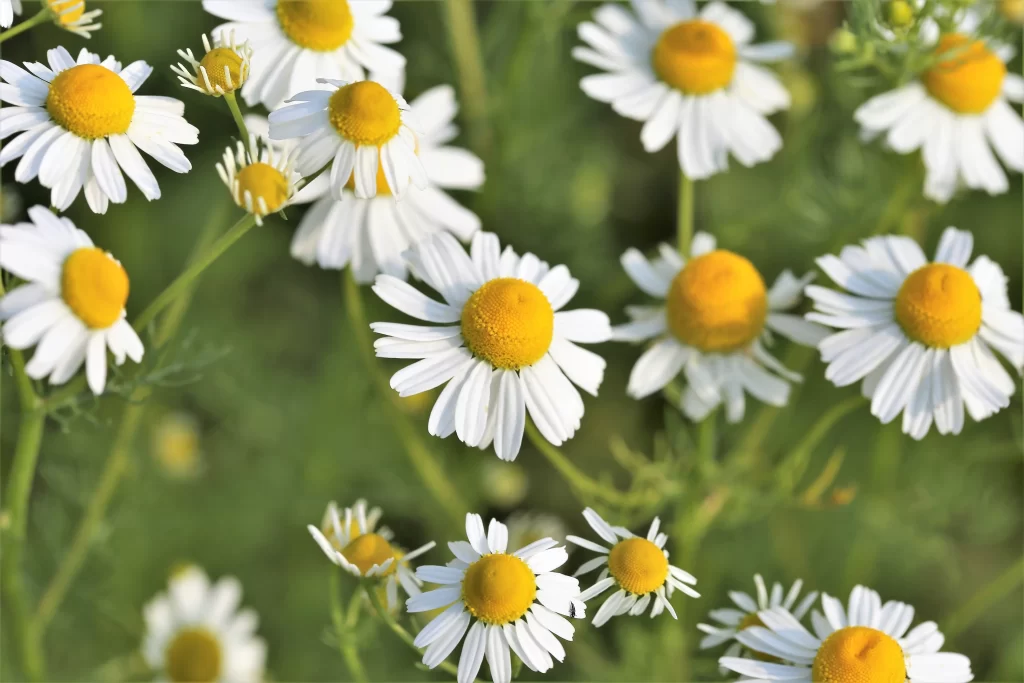 White Daisy Petals Yellow Center Sunlit warm Field