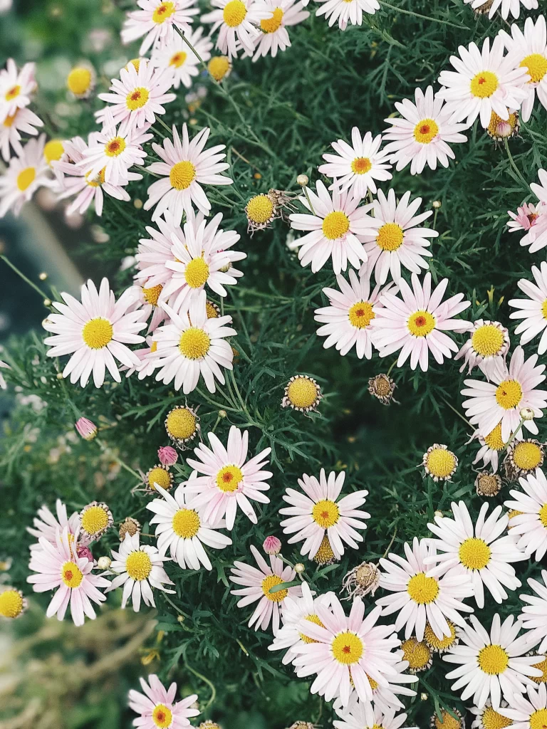 White Daisy Petals Yellow Center Green gray Leaves