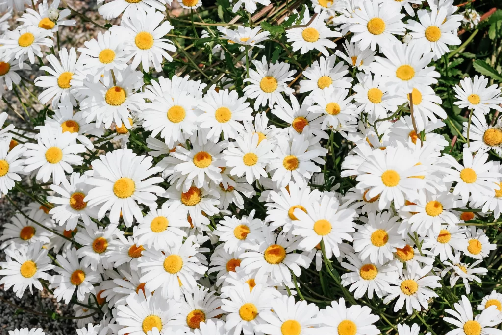 White Daisy Petals Yellow Center gray Sunlit