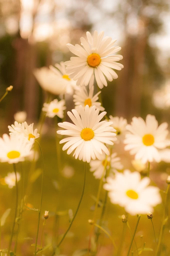 White Daisy Petals Yellow Center warm Sunlight