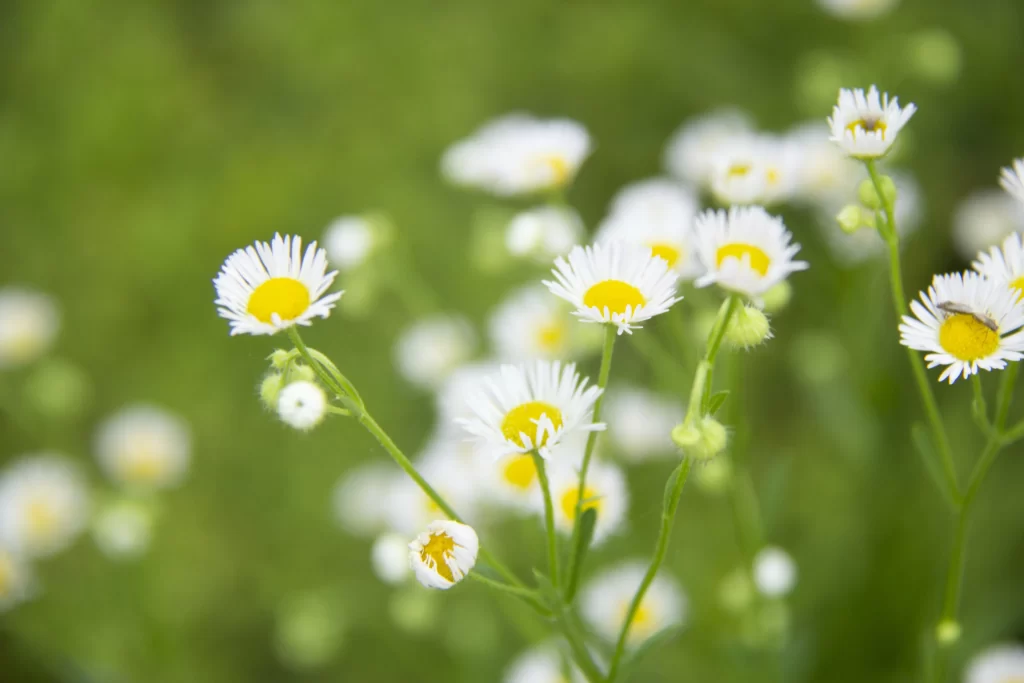 White Daisy Petals Yellow Center Green warm Stems