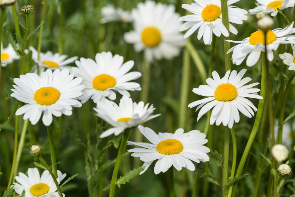 White Daisy Petals Yellow Center Green warm Stems