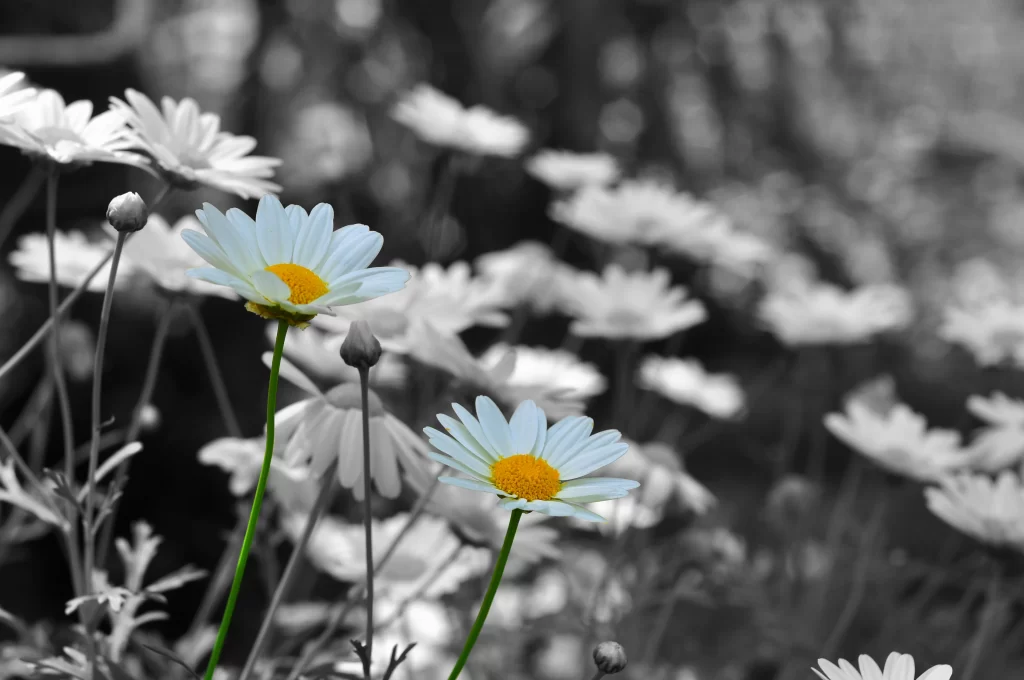 White Daisy Petals Yellow Center Green gray Stems