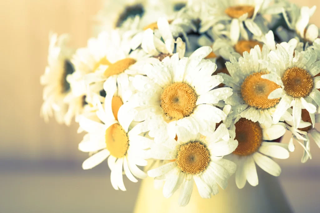 White Daisy Petals Yellow Center warm Dewdrops