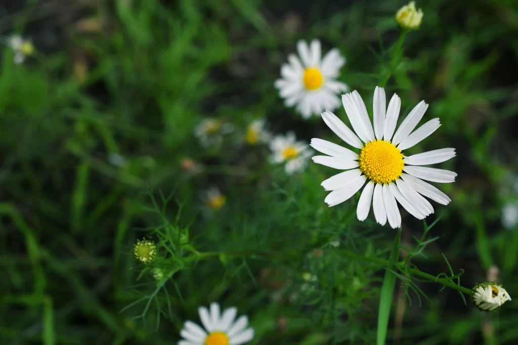White Daisy Petals Yellow Center Green warm Leaves