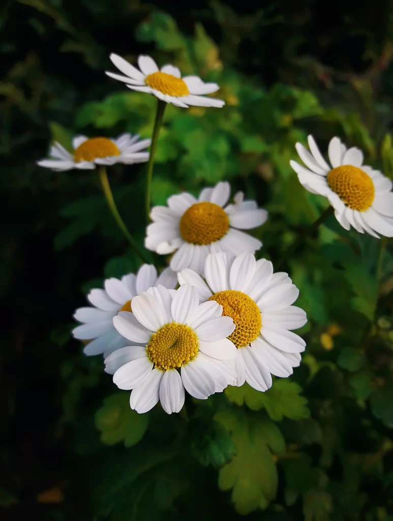 White Daisy Petals Yellow Center Green gray Leaves