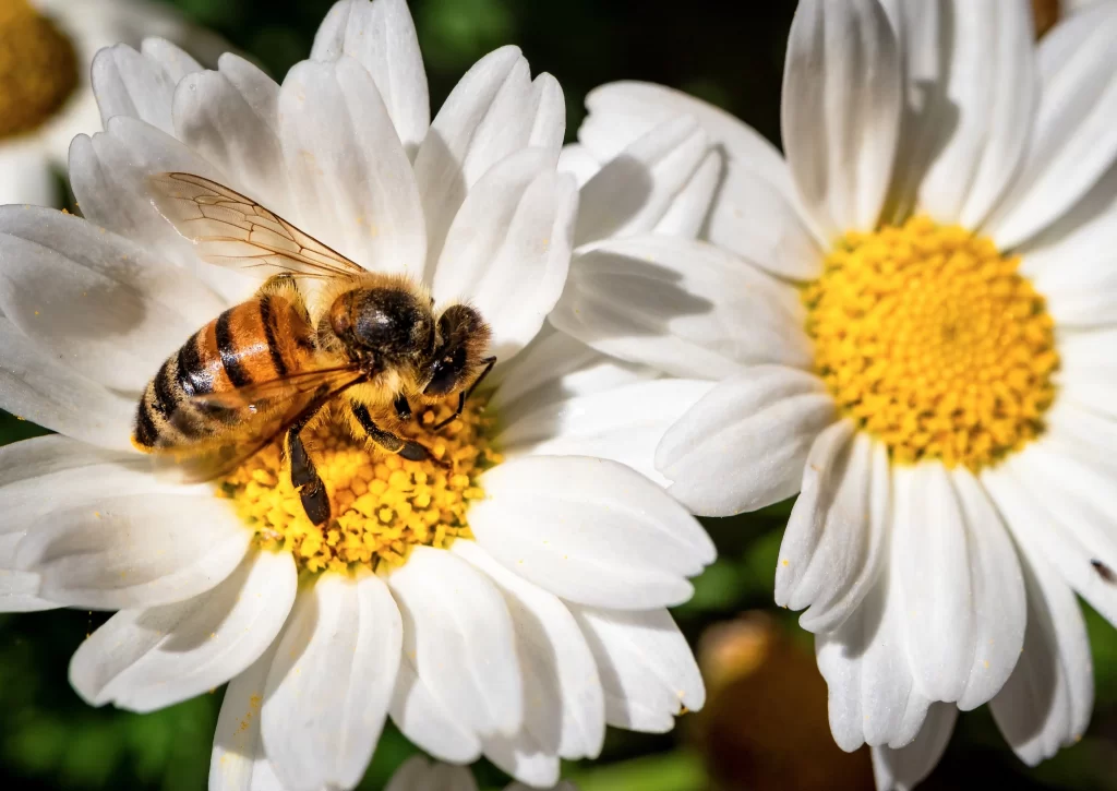White Daisy Petals Yellow Center gray Bee